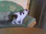 ich sehe mich im Spiegel  toll doch keine andere Katze