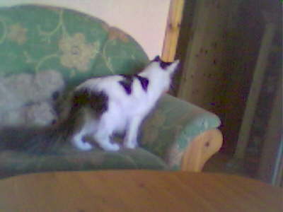 ich sehe mich im Spiegel  toll doch keine andere Katze